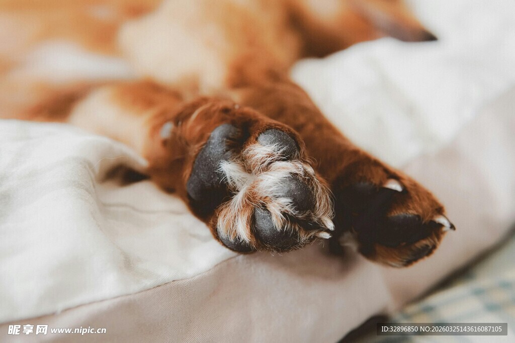 趴着的狗狗露出可爱爪子