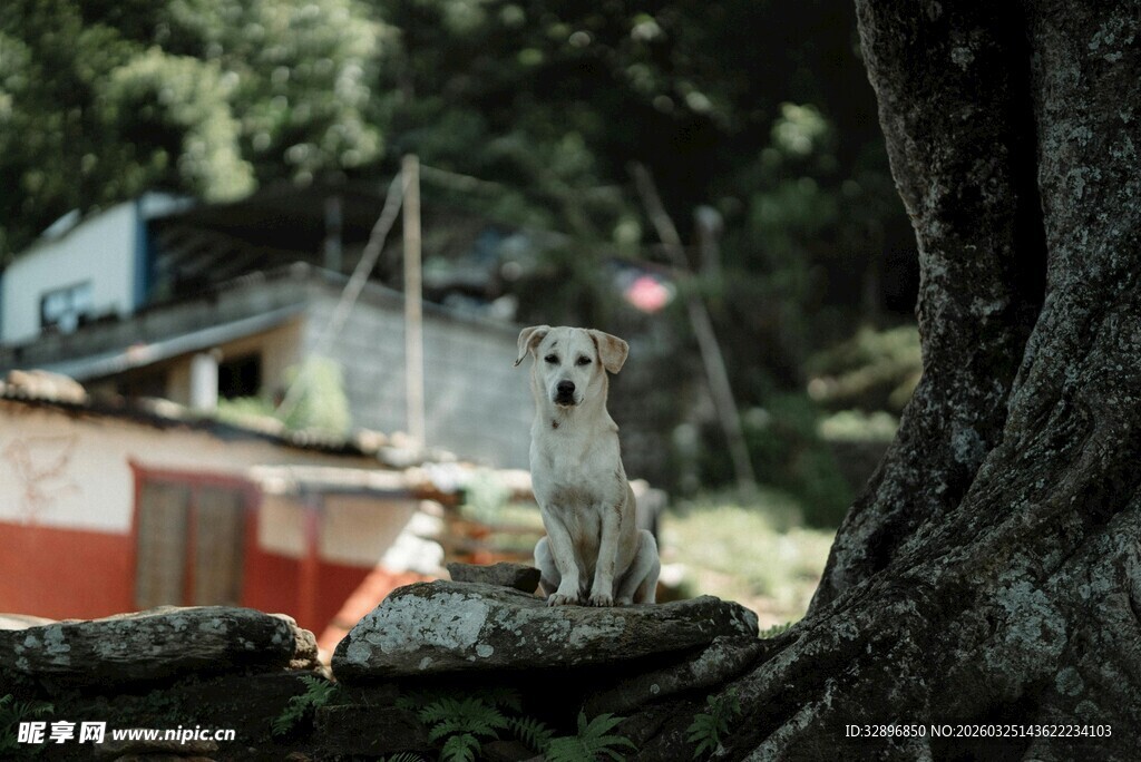 树旁可爱小狗与红船