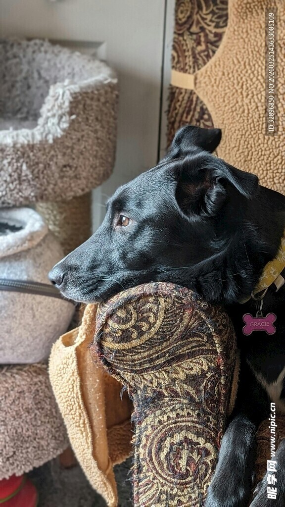 可爱黑狗躲在猫爬架后