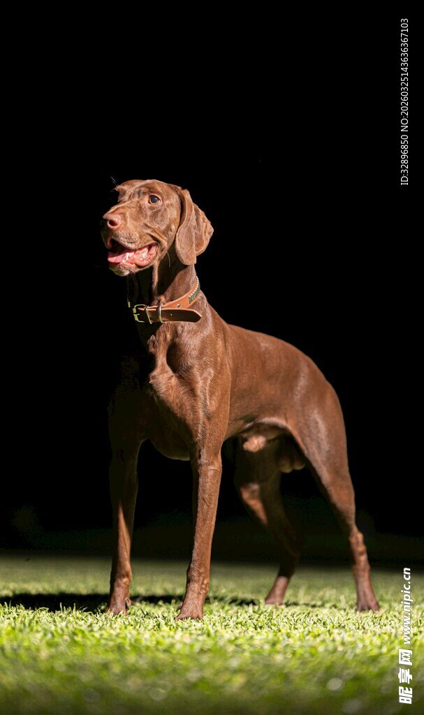 站立的棕色猎犬