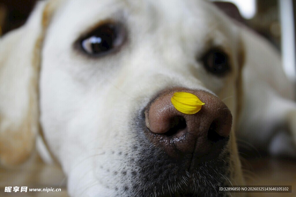 拉布拉多鼻头的黄色点缀