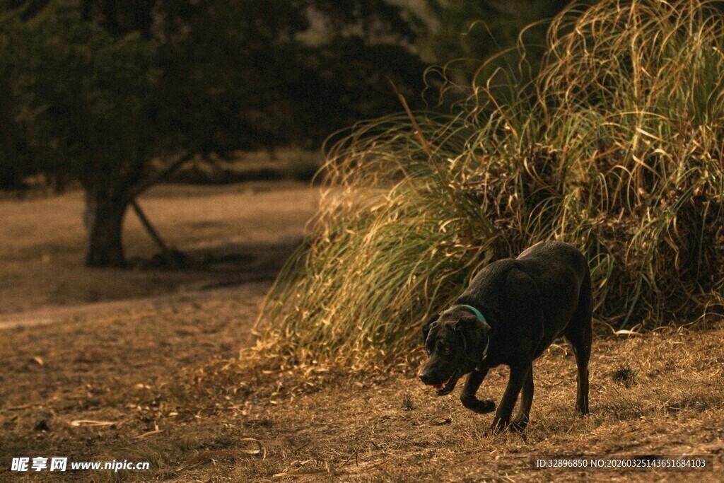 阳光下漫步的黑犬