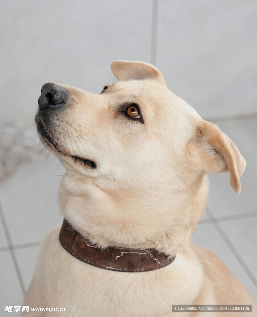 仰头的可爱拉布拉多犬