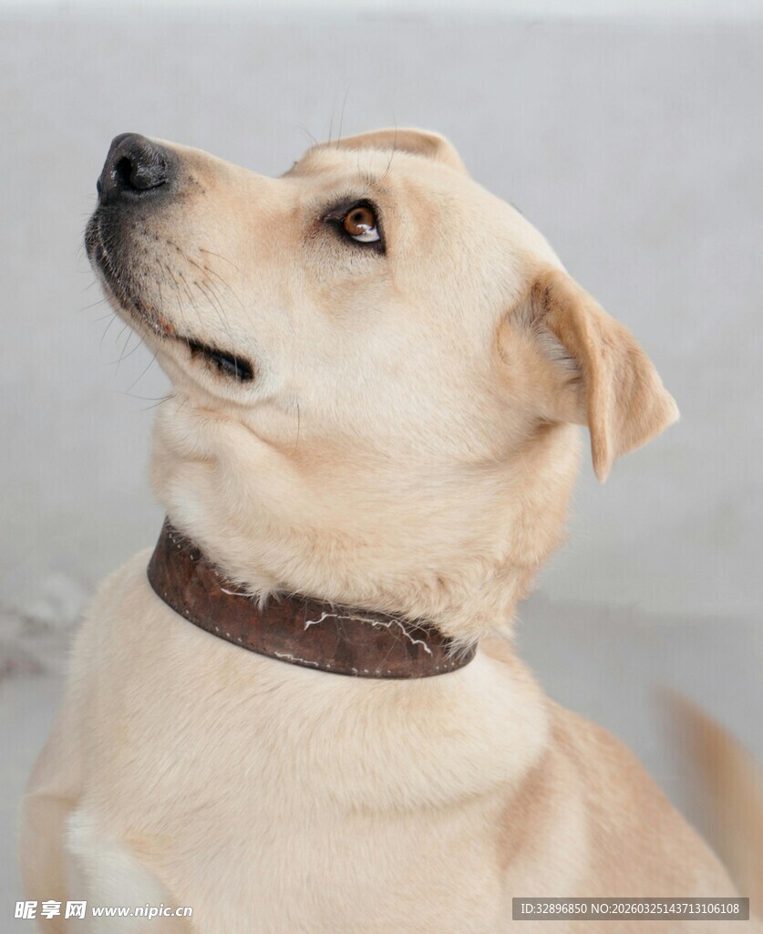 戴项圈的可爱拉布拉多犬