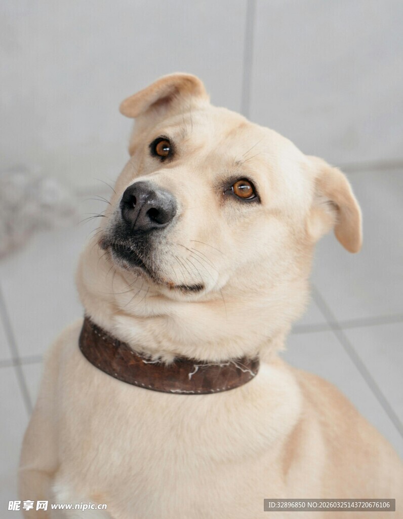 歪头萌犬眼神惹人爱