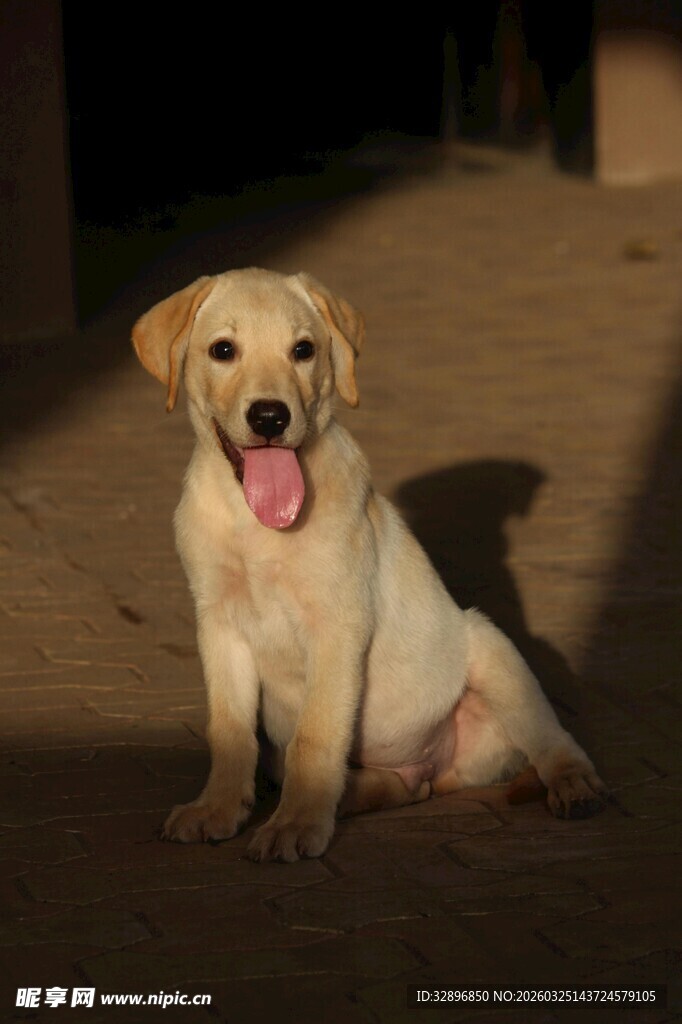 可爱拉布拉多吐舌卖萌