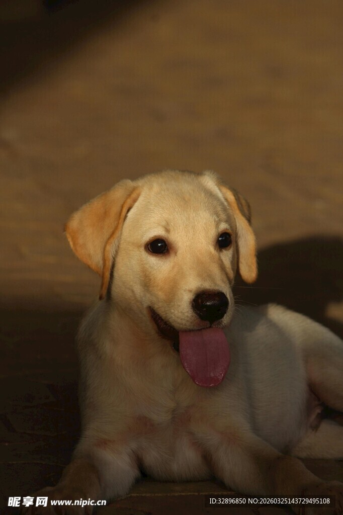 可爱拉布拉多幼犬趴卧