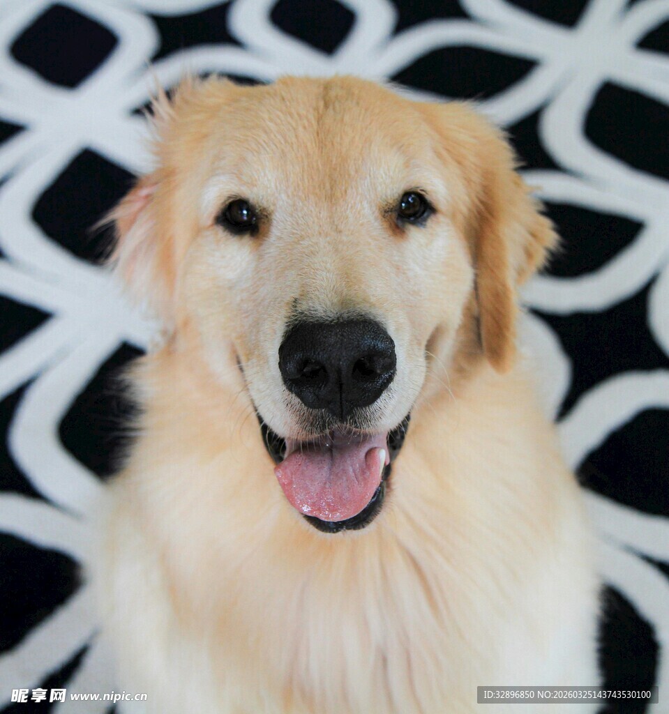 可爱金毛犬吐舌微笑