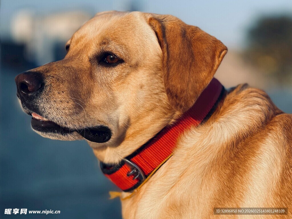 戴红项圈的拉布拉多犬