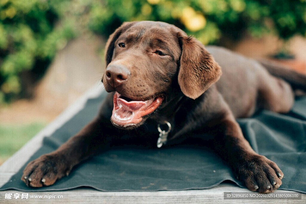 趴着的可爱棕色小狗