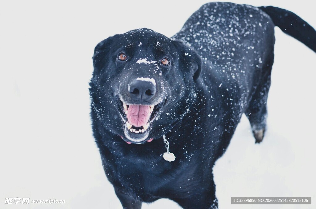 雪地中奔跑的黑色大狗