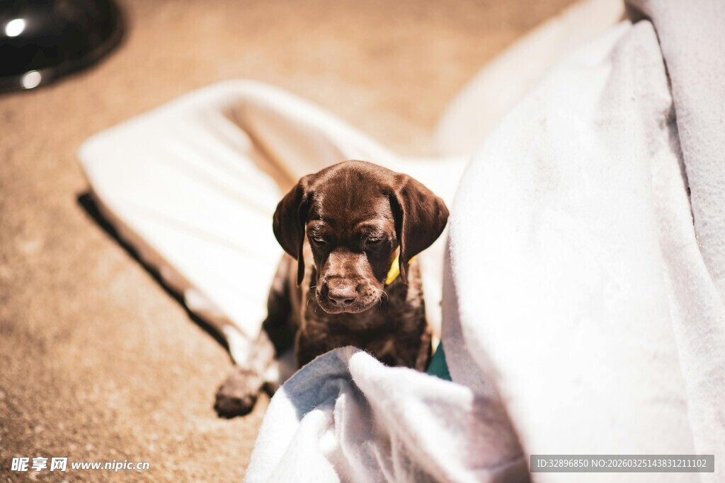 可爱小狗躺卧柔软毯子上