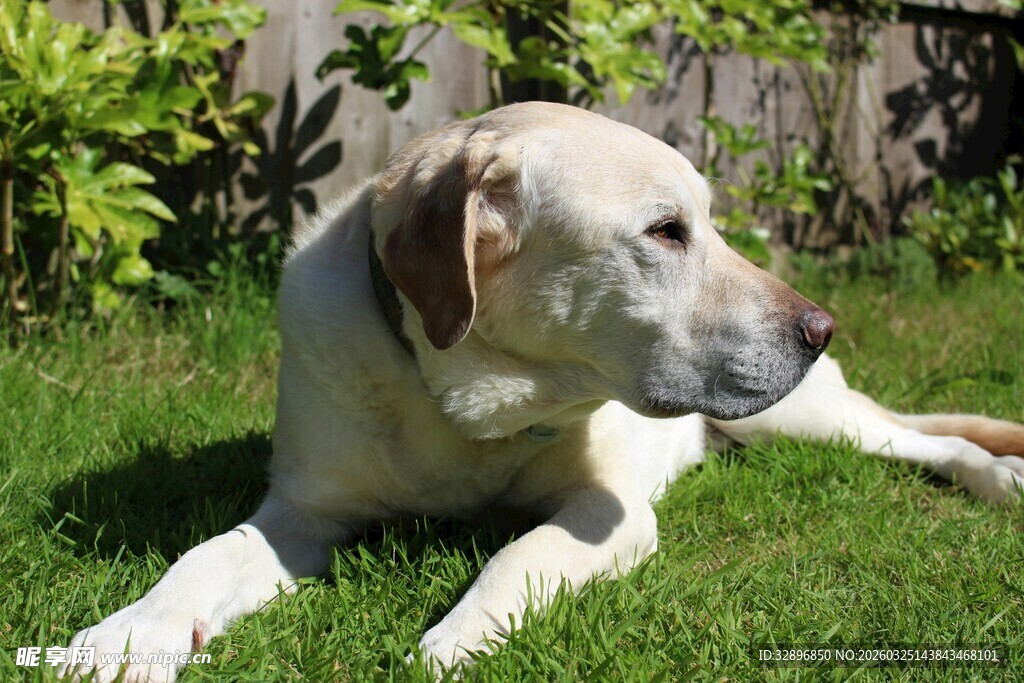 草地上休憩的可爱大狗