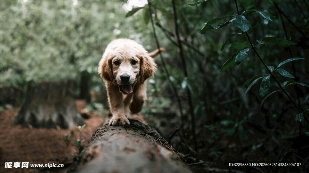 林间小狗走在原木上