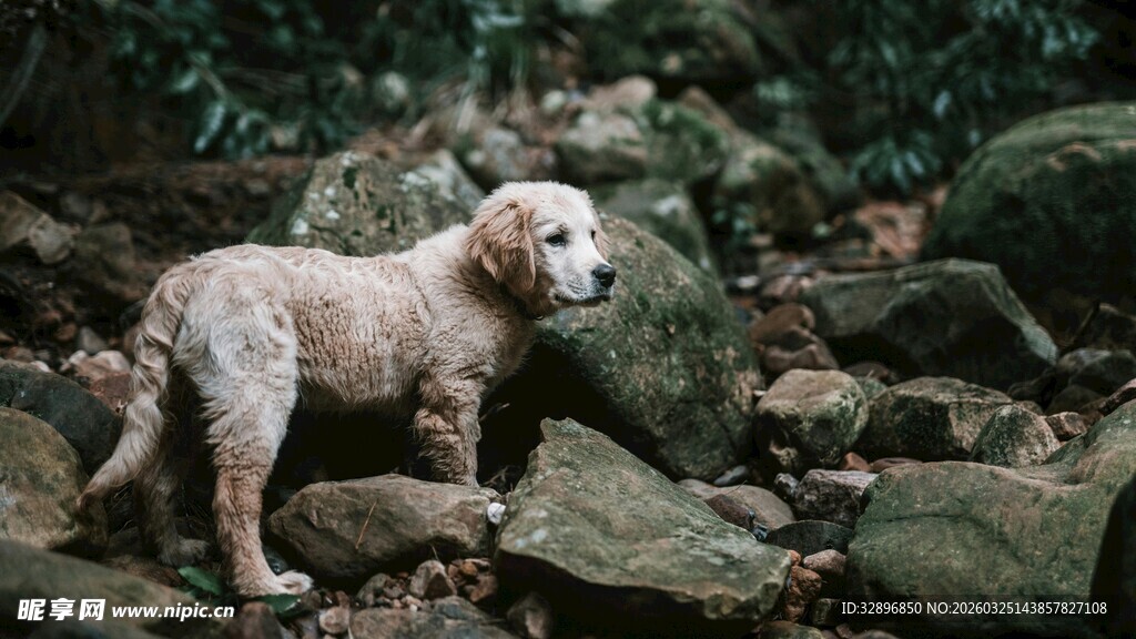 岩石间的小狗