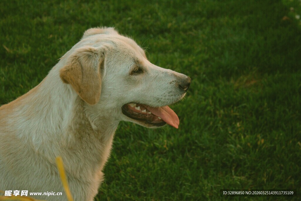 阳光下的金毛犬