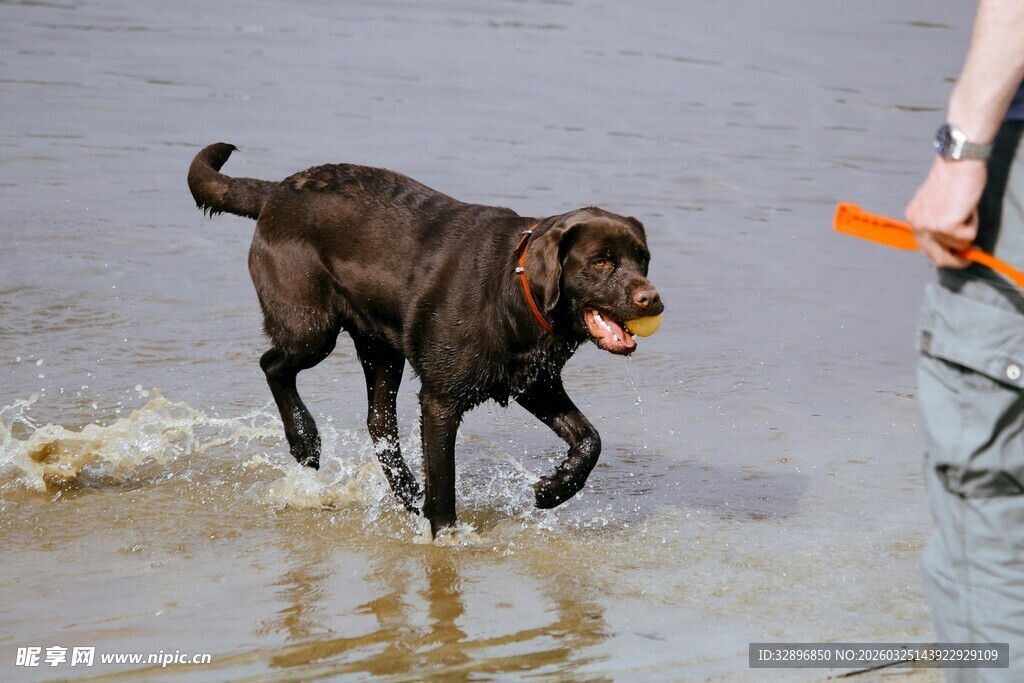 拉布拉多在水边玩耍