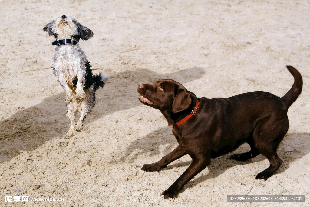 沙滩上玩耍的两只狗狗