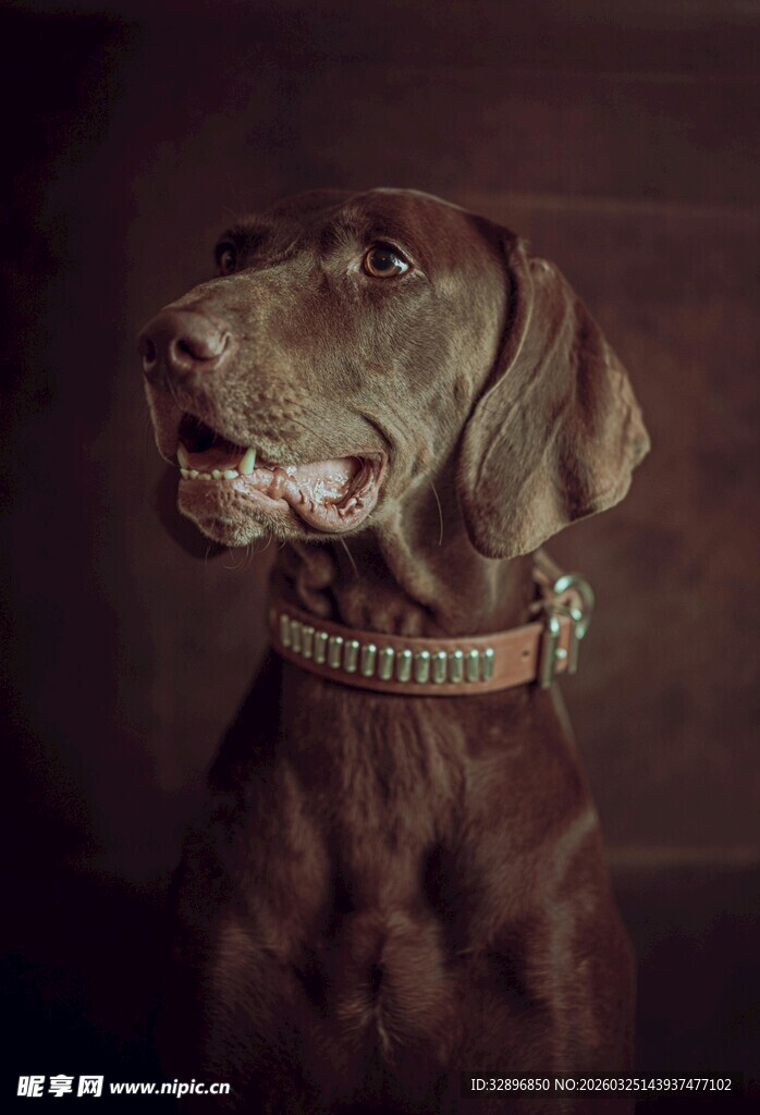 帅气的棕色猎犬