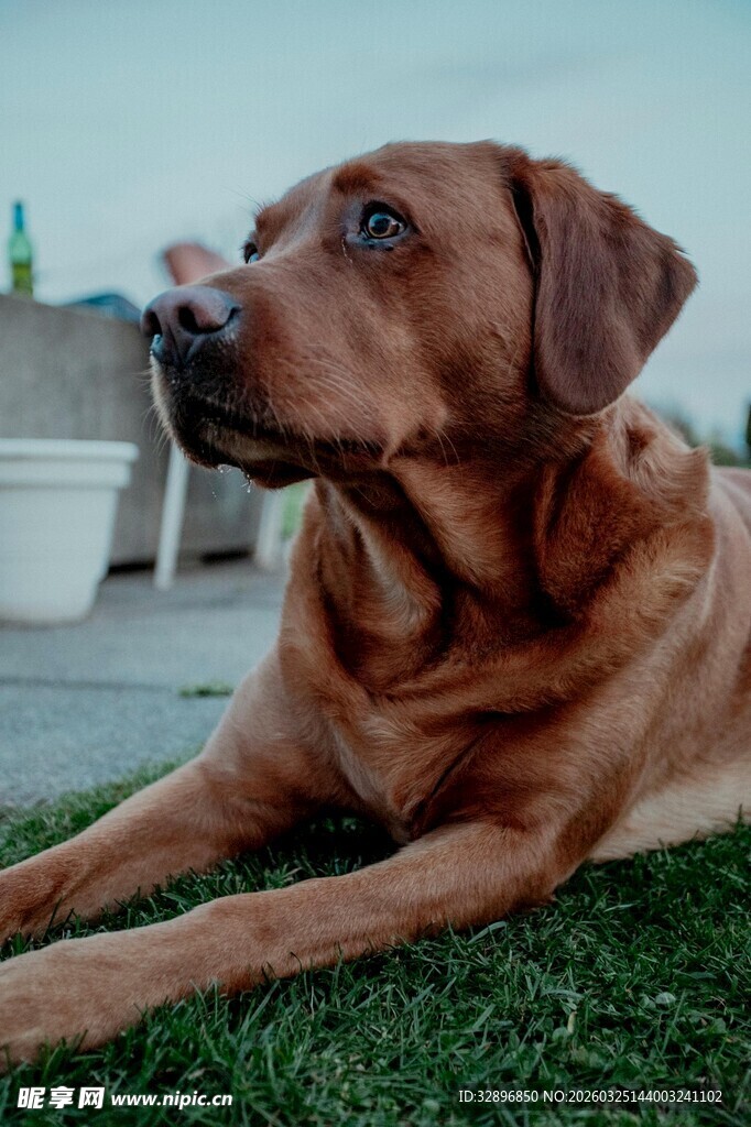 棕色狗狗惬意趴于草地