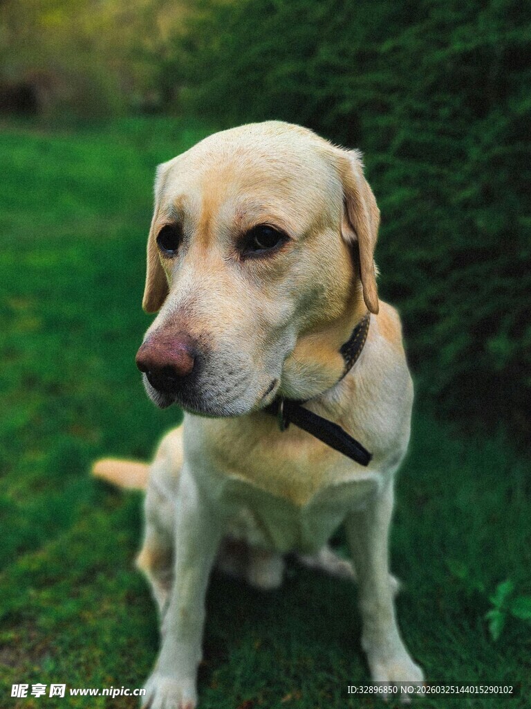 草地中的可爱拉布拉多犬