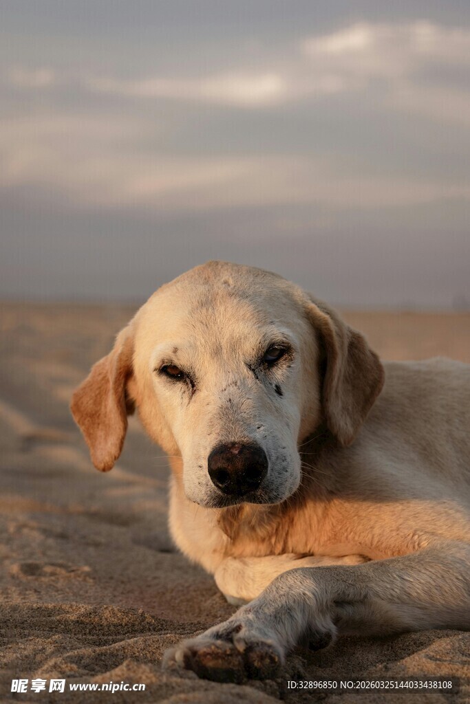 沙滩上休憩的可爱拉布拉多