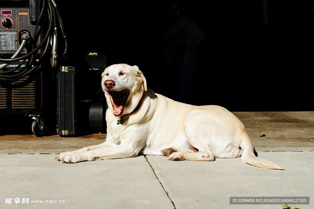 趴地休憩的可爱白色狗狗