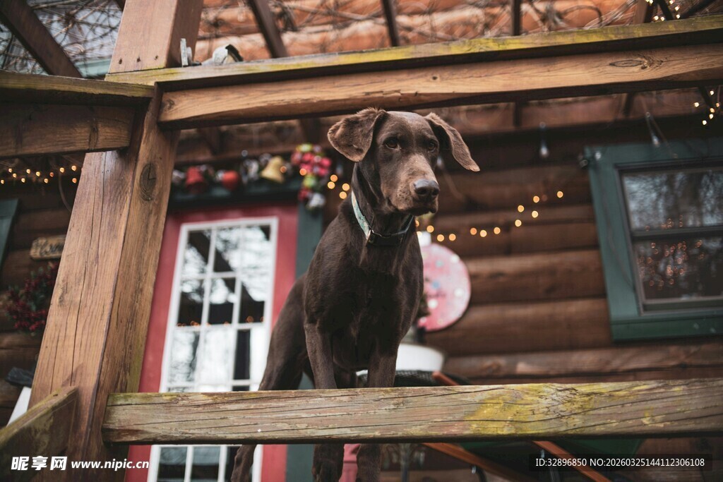 木屋前围栏上站立的山羊