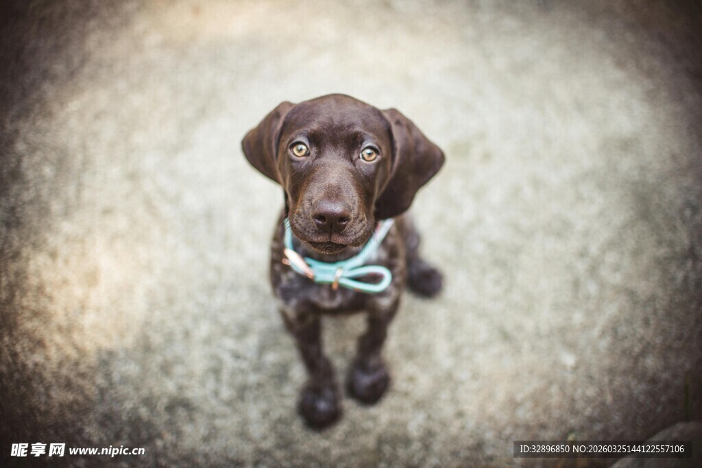 可爱棕色小狗戴蓝领结