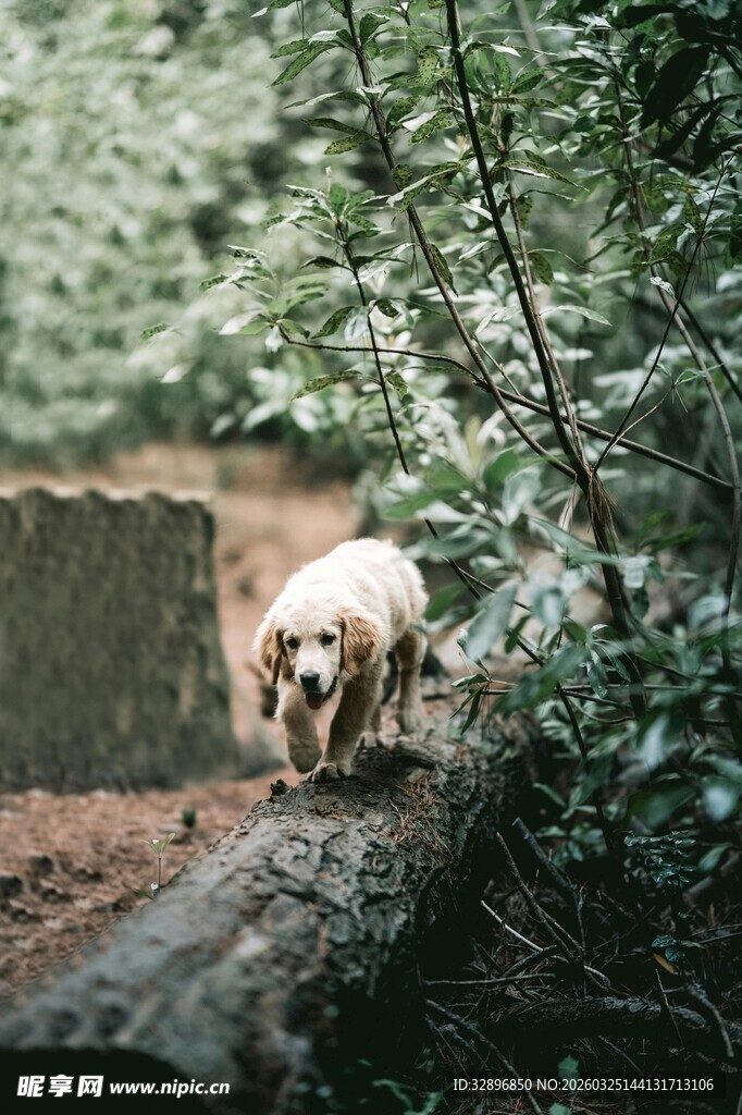 林间小狗跨越横躺树干