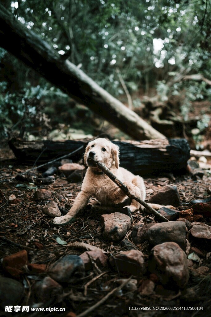 林间小狗趴于碎石之上