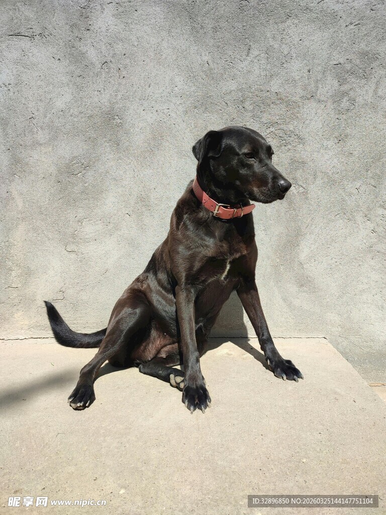 坐着的黑色拉布拉多犬