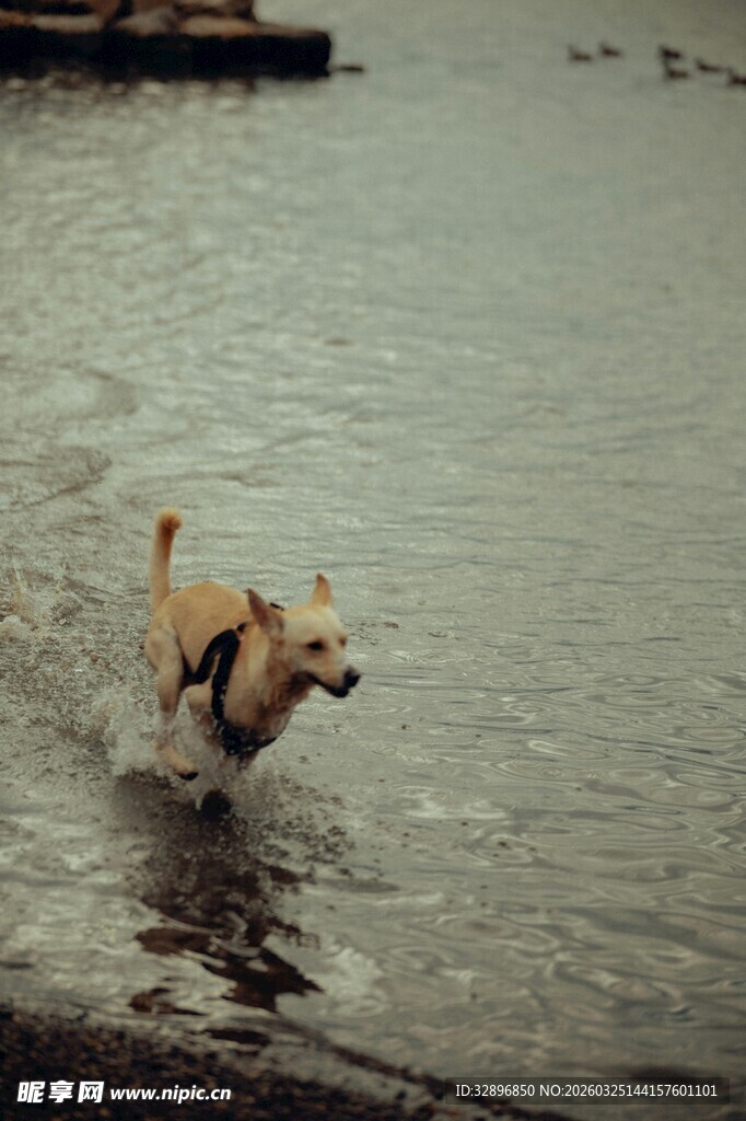 小狗在浅水中欢快奔跑