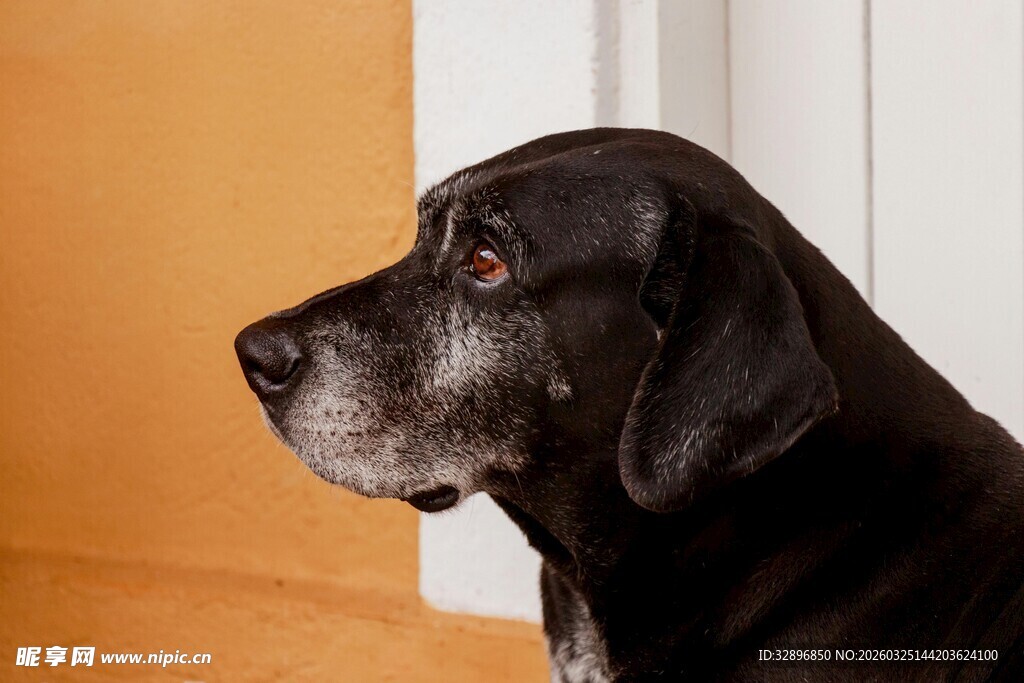 黑色大狗侧头安静凝视