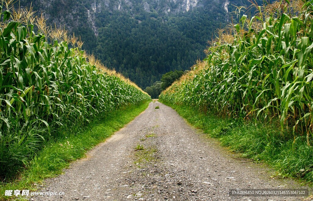 乡间玉米田中的泥土小路