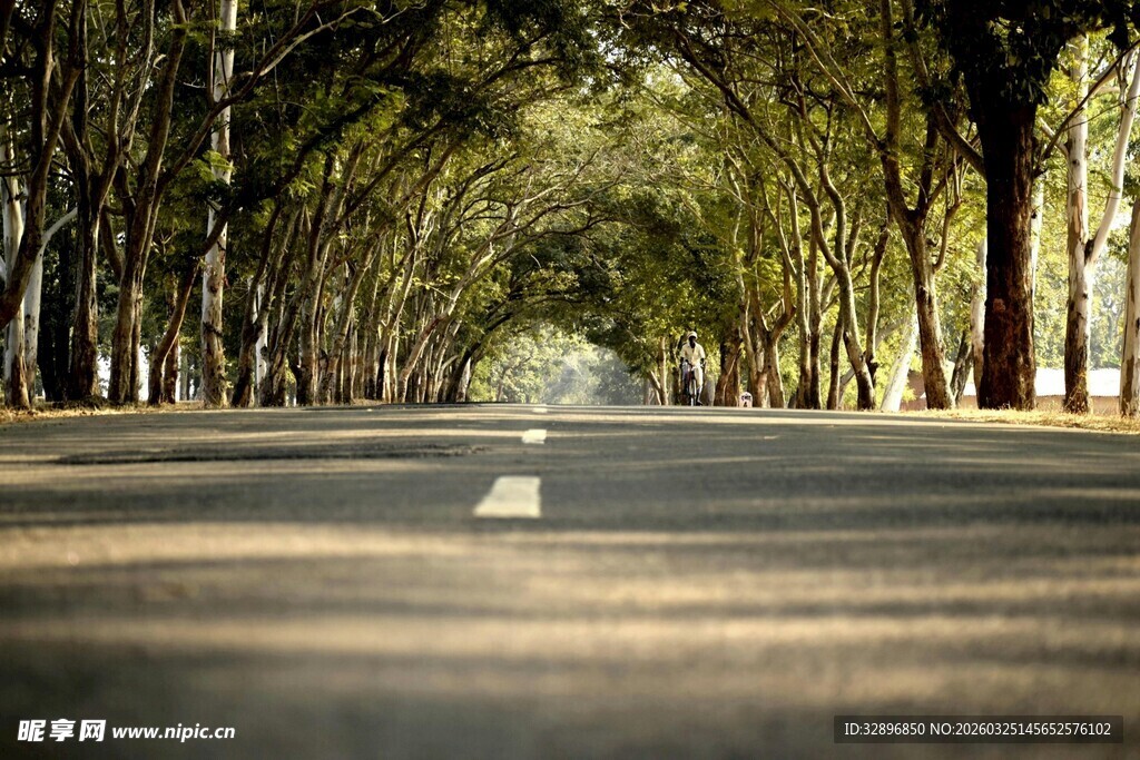 林荫大道静谧自然之景