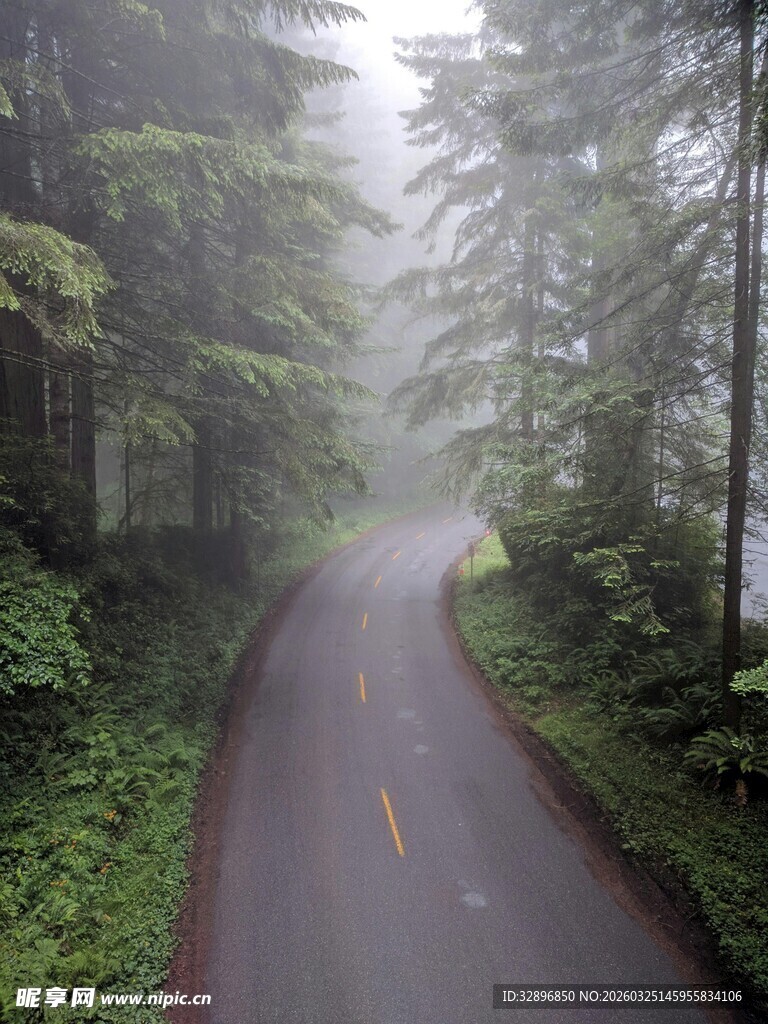 雾中森林公路美景