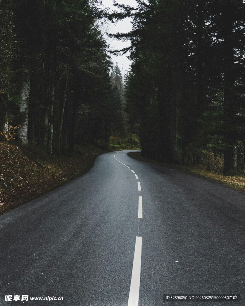 林间公路静谧自然之景