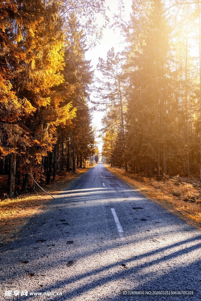 秋日林间公路美景