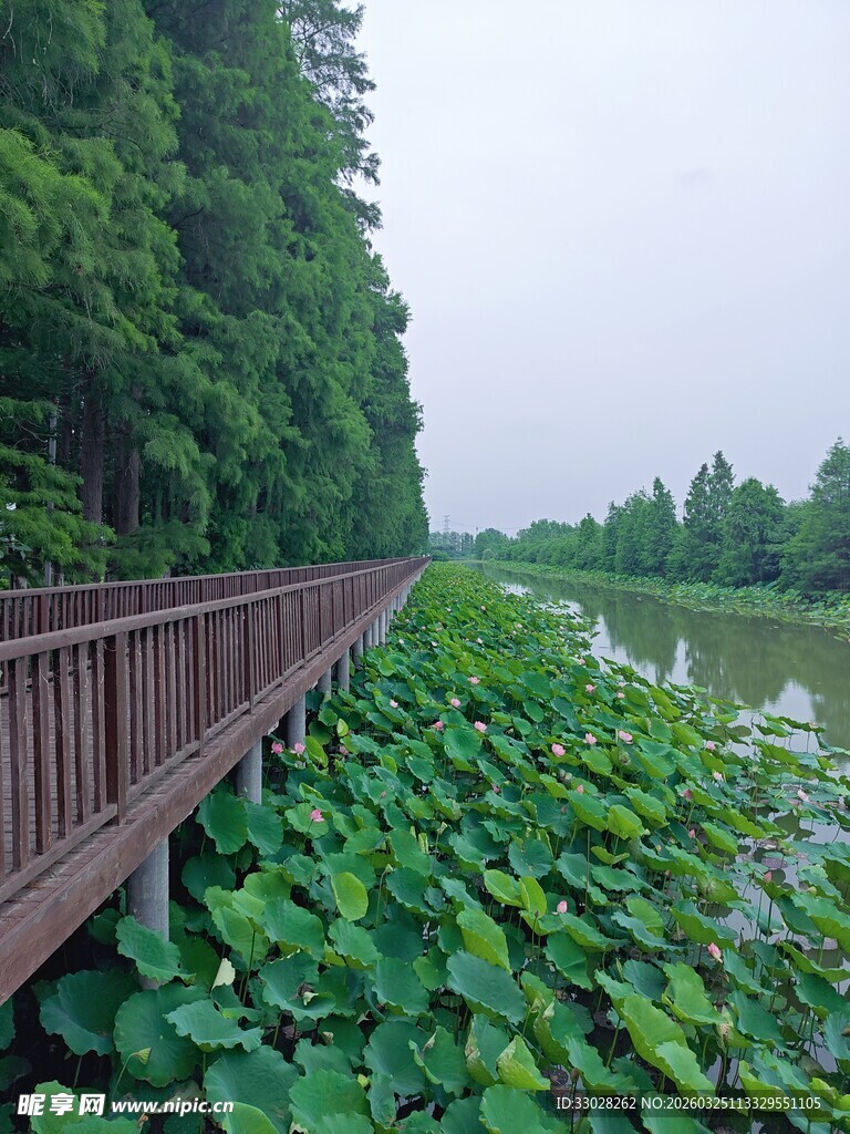 荷花荷塘水杉