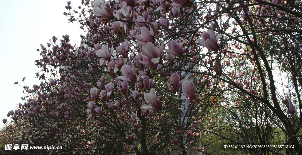 紫玉兰