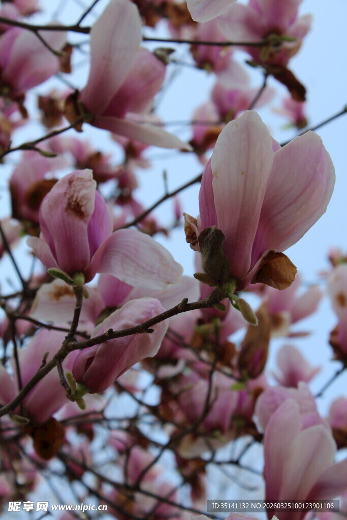 紫玉兰