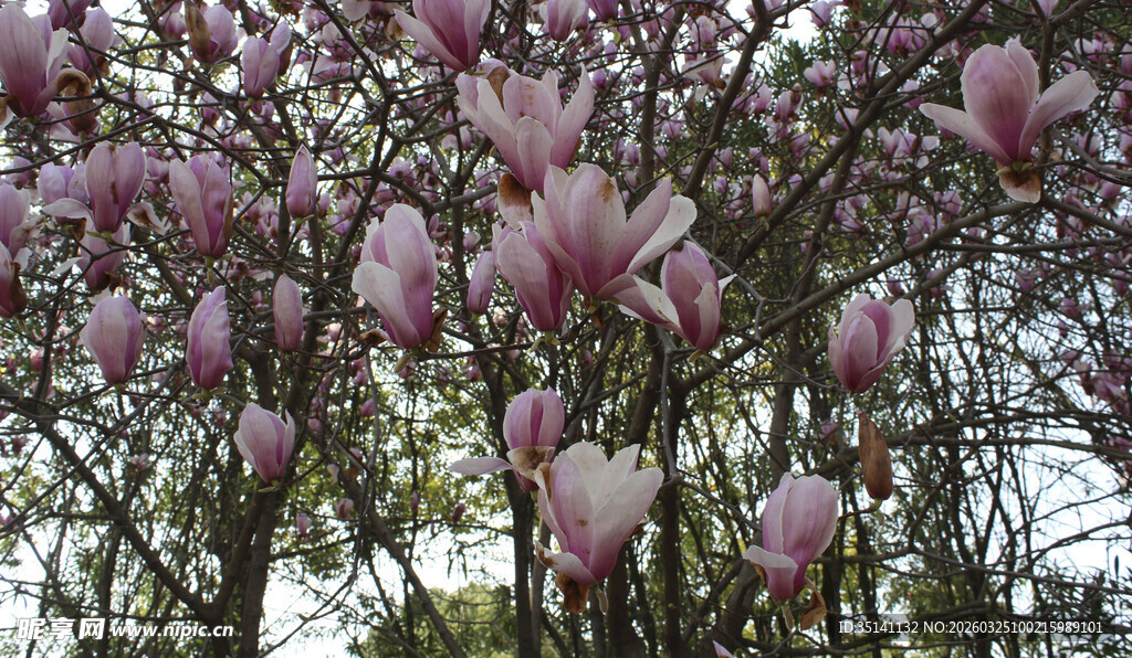 紫玉兰