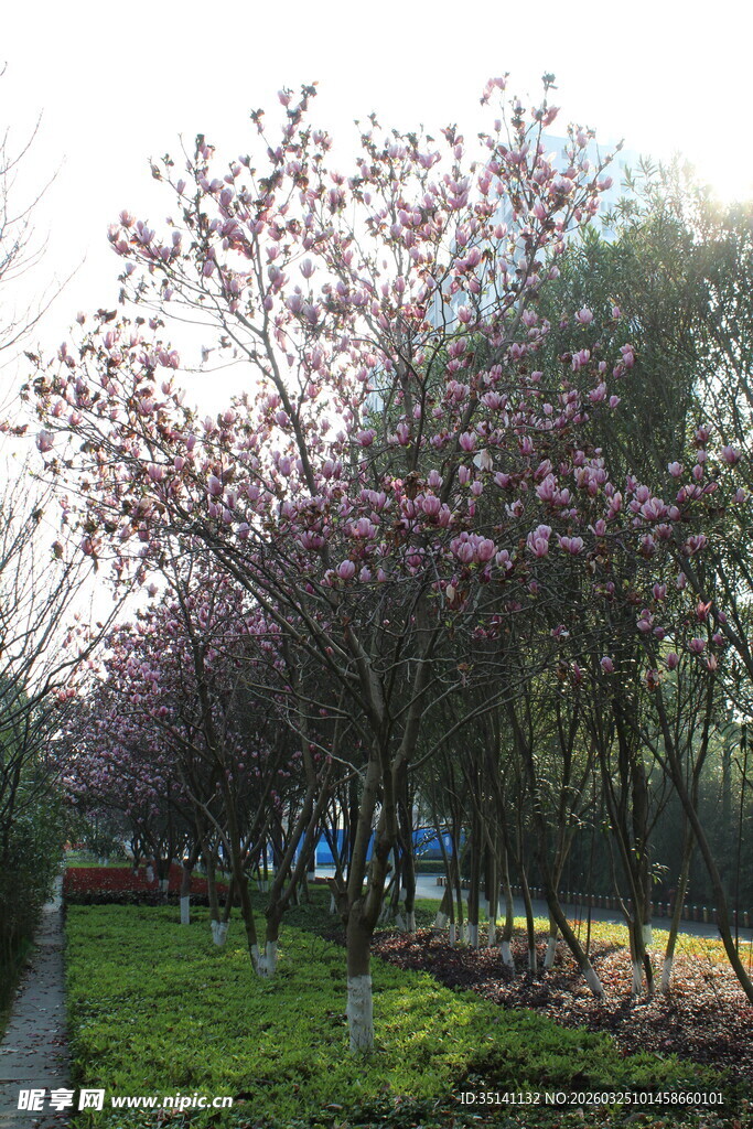 紫玉兰