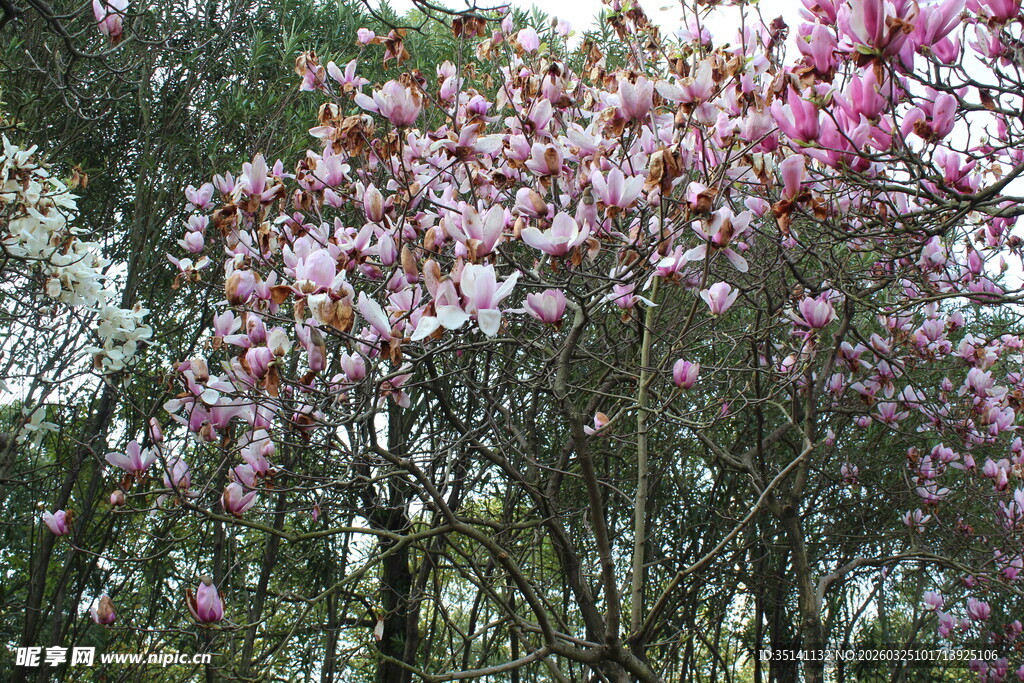 紫玉兰