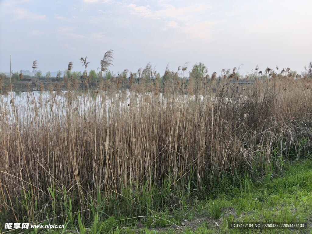 湖畔芦苇
