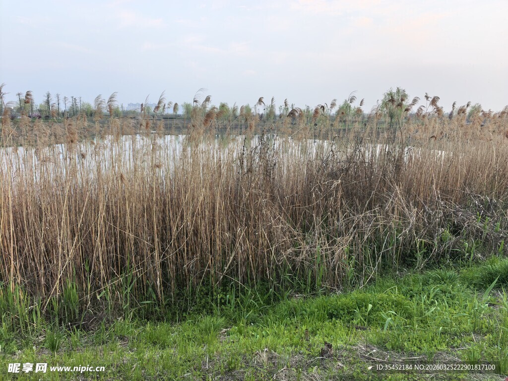 湖畔芦苇