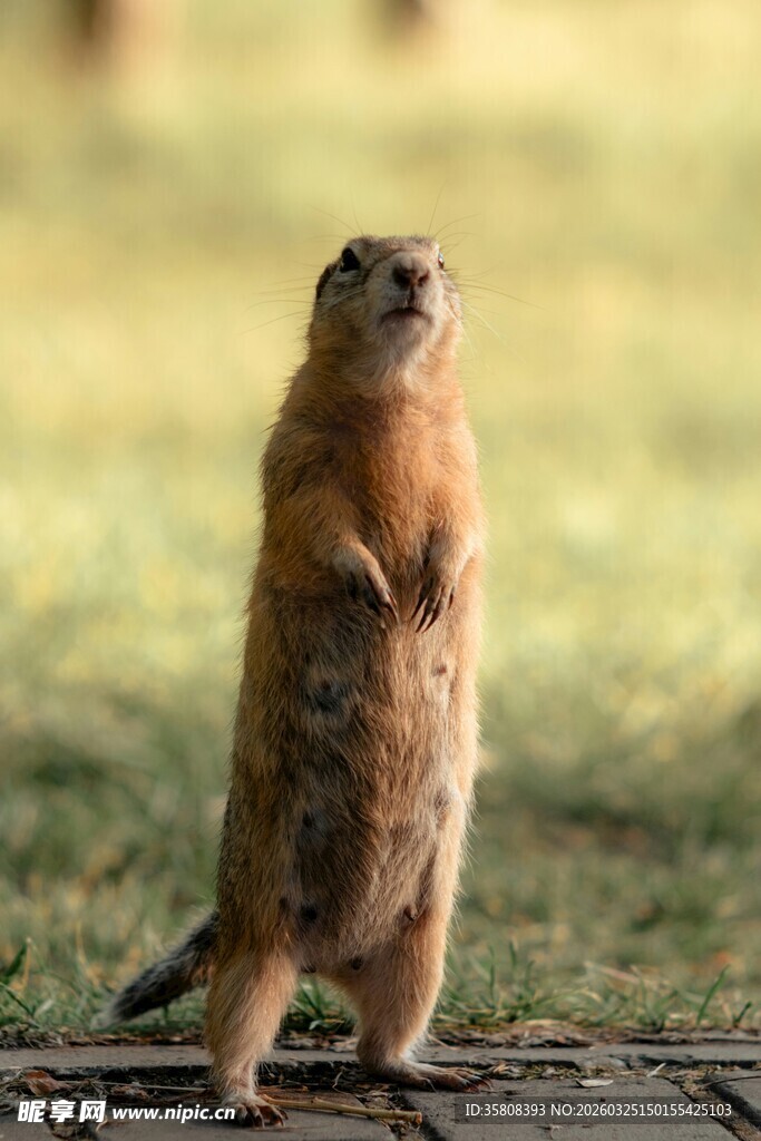 站立的草原犬鼠
