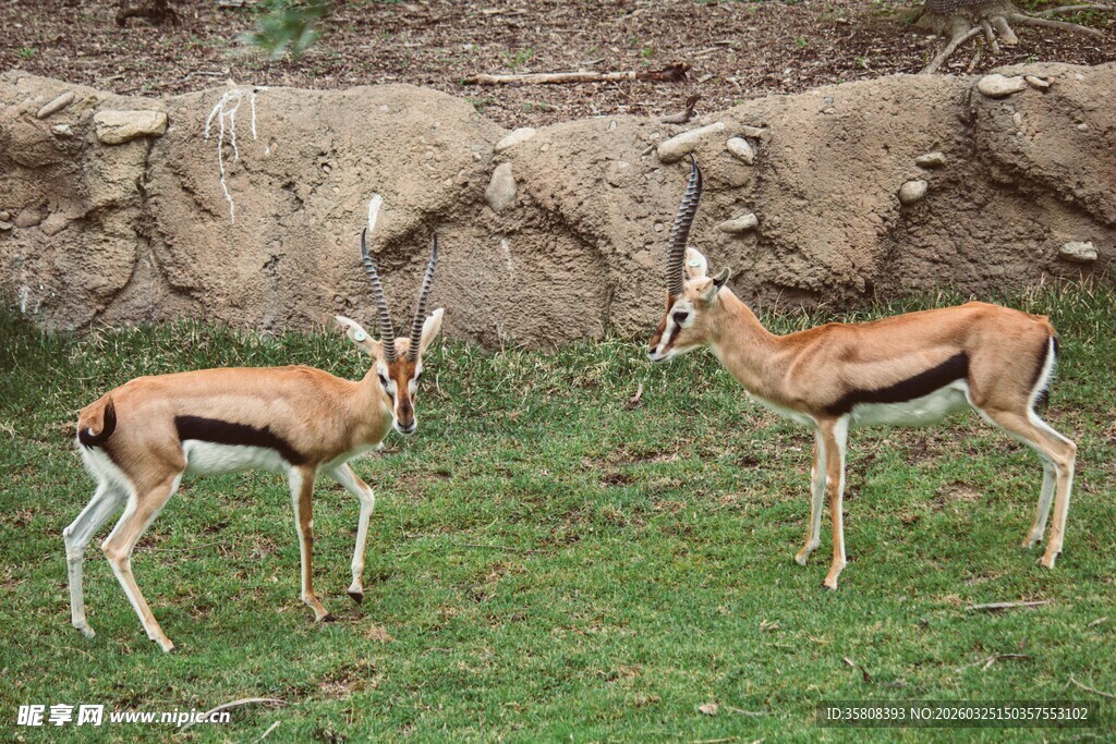 草原上的两只羚羊