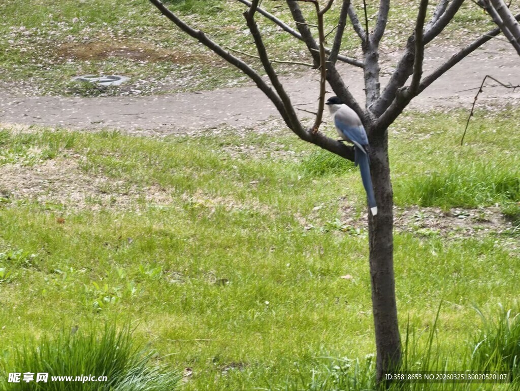 枝头小鸟栖于绿意草地